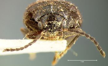 Media type: image;   Entomology 2350 Aspect: head frontal view